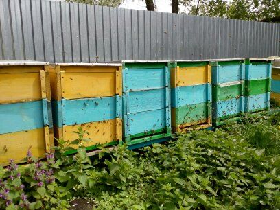 Бджолосімї з вуликами
