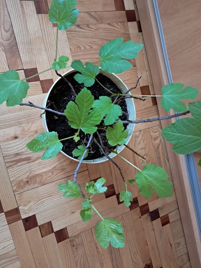 Figa figowiec duży kawa bonsai unikat