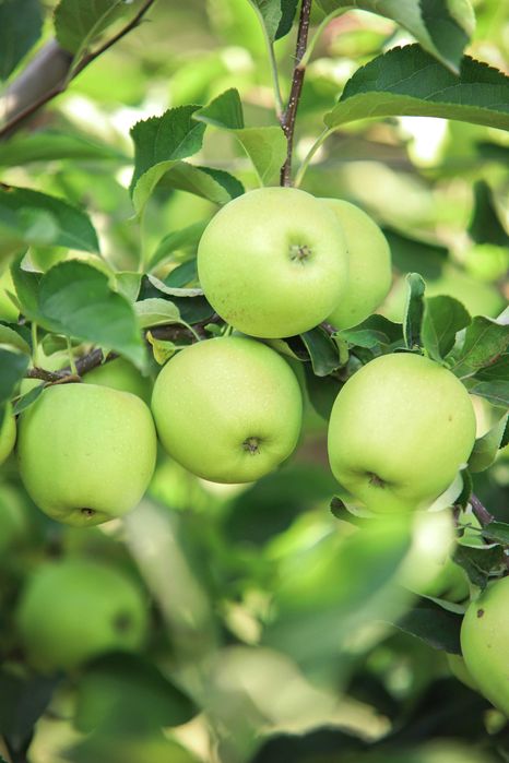 Яблука Джероміні, Голден та Ред Делішес