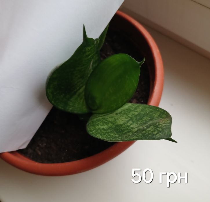 Рослини кімнатні