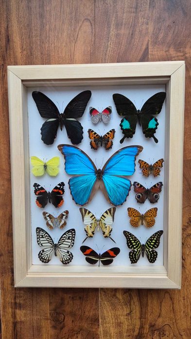 Gablotka motyle Morpho godarti Papilio Diaethria i inne Prezent