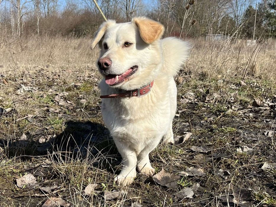 Biszkopt do adopcji Schronisko Sokołów