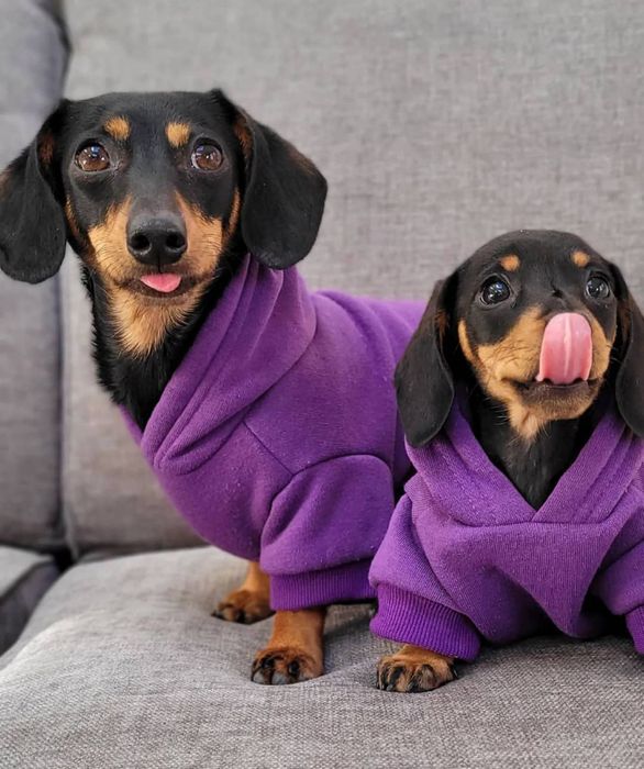 Чорні та руді таксята