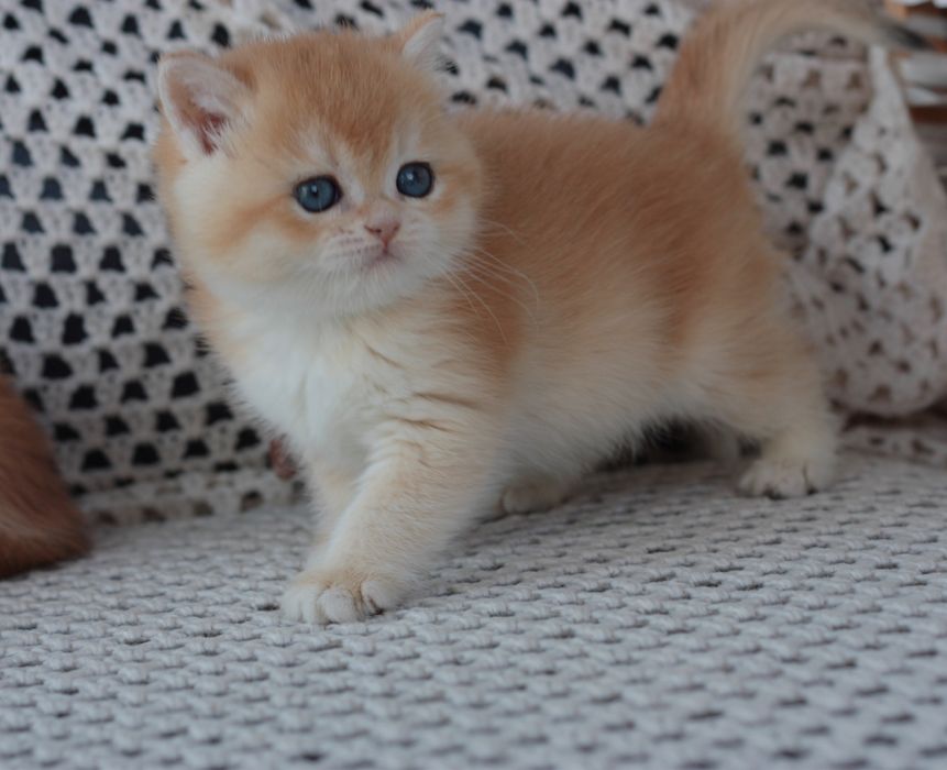 Кішечка кошеня британська золота шиншила NY12 AY12 котенок