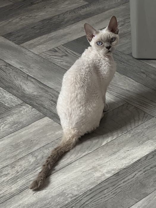 Devon rex kotka point liliowy