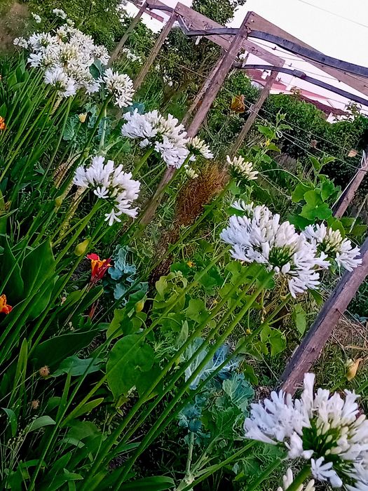 Agapantos / lírio Africano / Lírio do Nilo