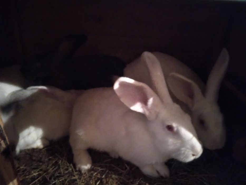 Продам домашніх молодих  кроликів  , можливий обмін