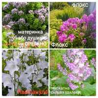 Садові Квіти декоративні та лікувальні рослини