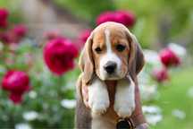 Beagle chlopiec z domowej hodowli FCI