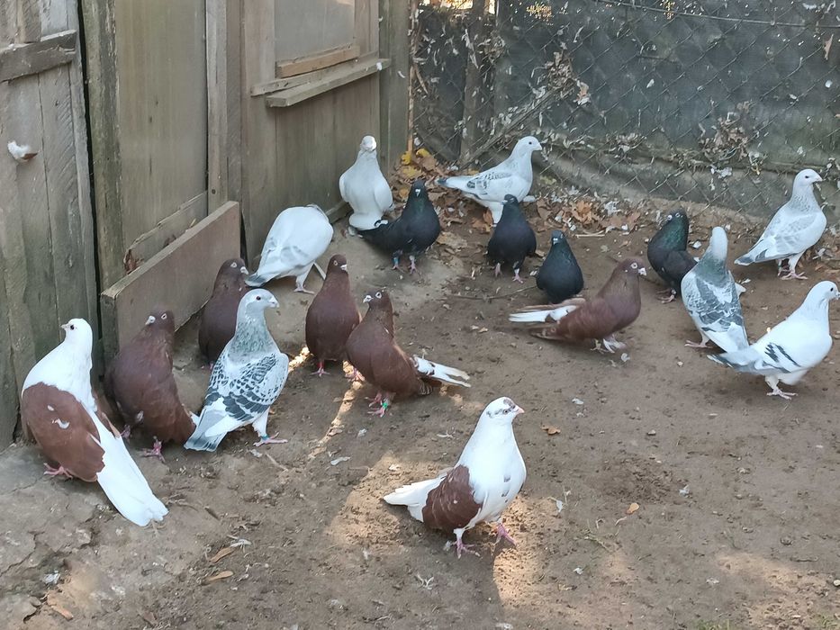 Gołębie orliki i standard