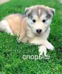 Спориш насіння Спорыш семена (горец птичий) газон лилипут для дачников