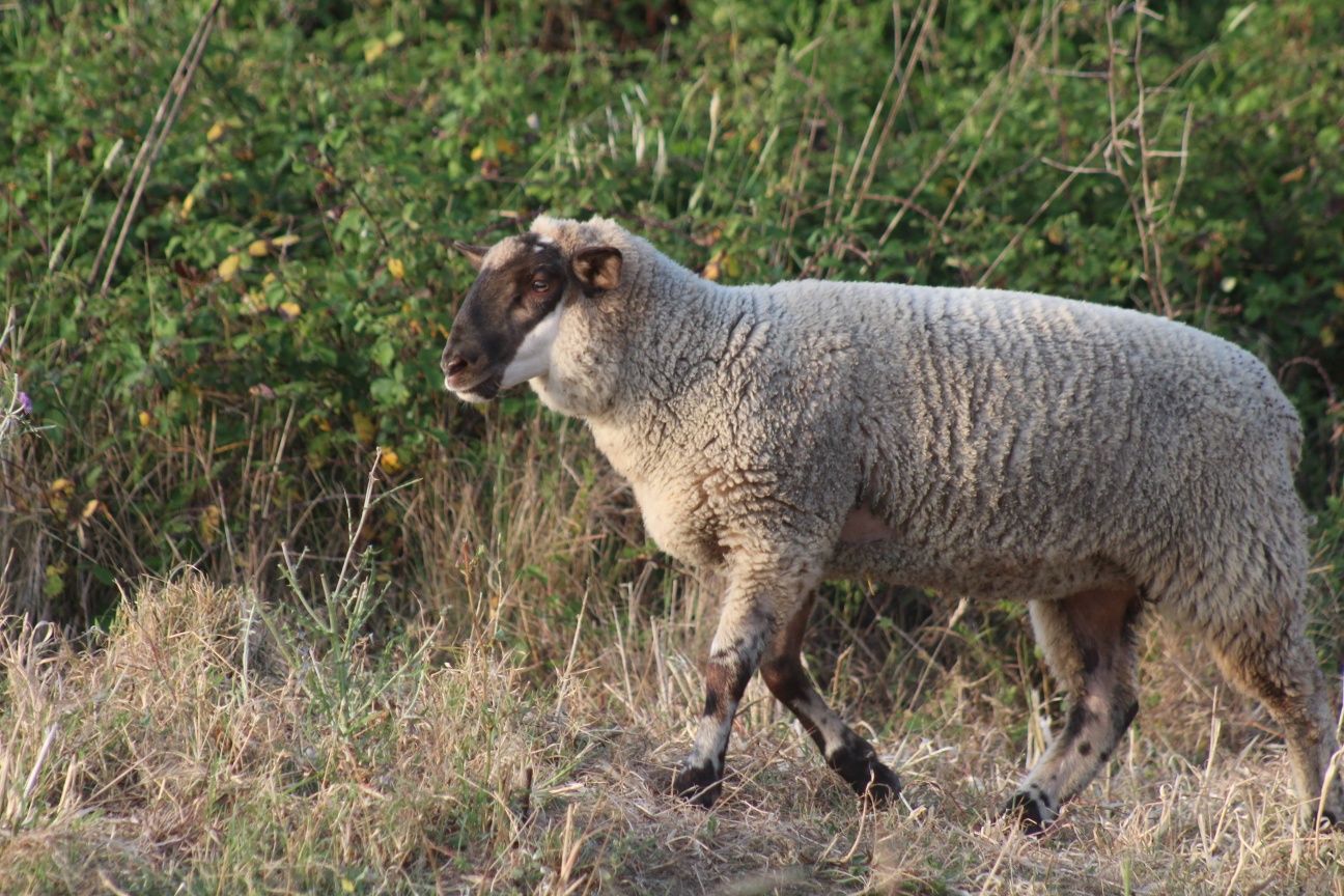 Borregas e borregos suffolk e ovelhas