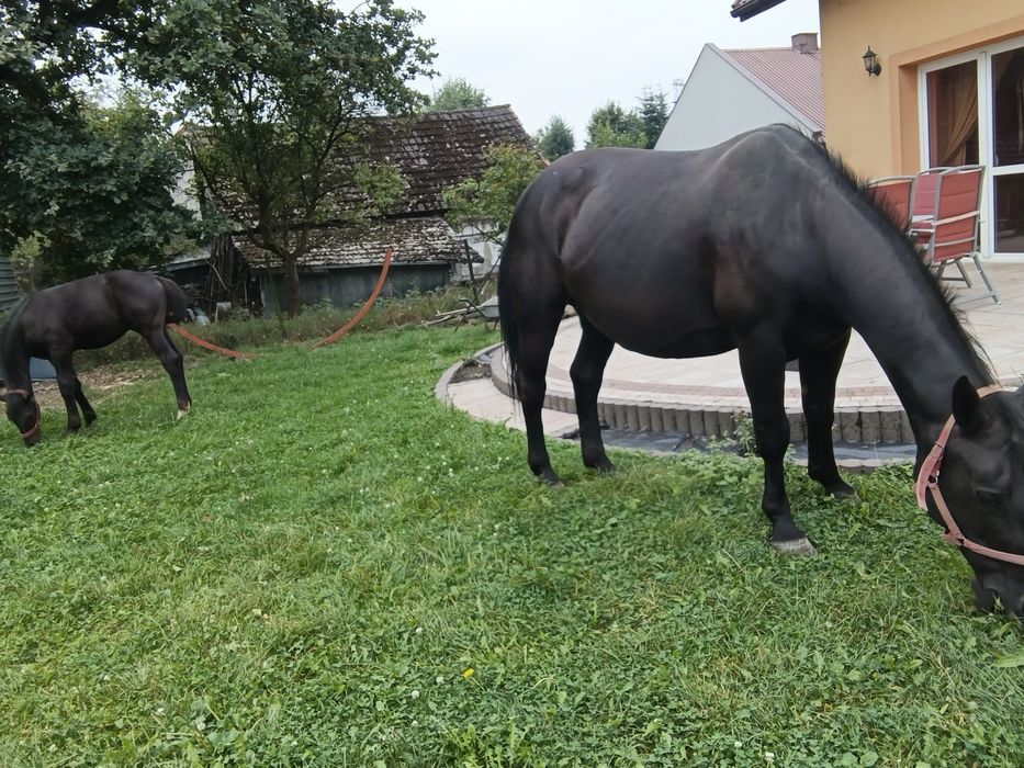 Klacz Śląska z źrebakiem