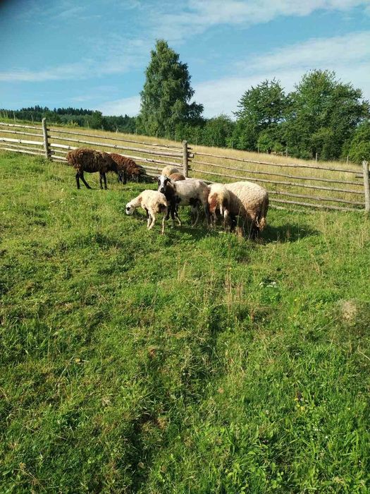 Продаються вівці та ягнята