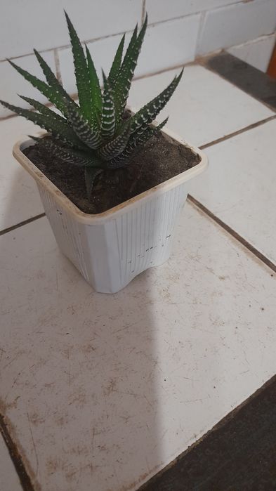 Комнатное растение: Хавортия, сансеверия.