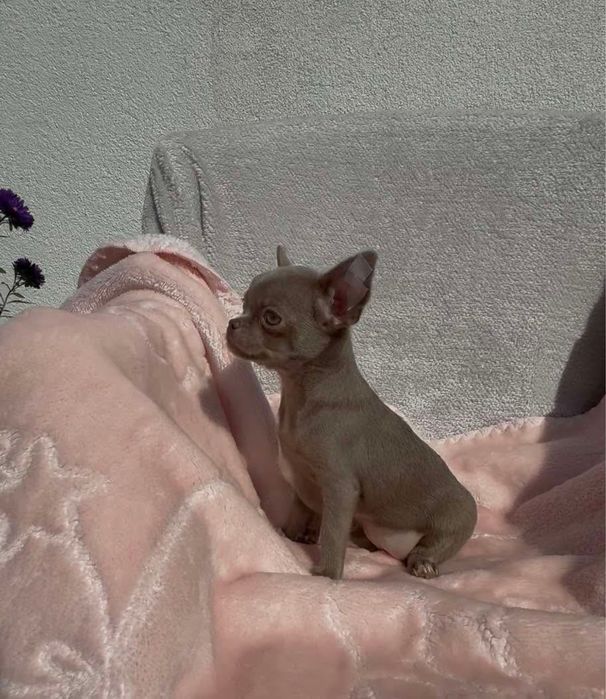 Chihuahua piękna lilowa sunia