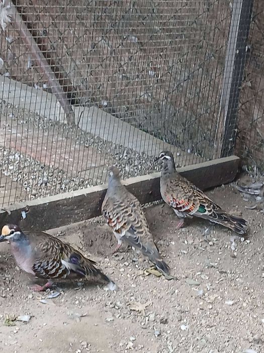 Gołębie miedzianoskrzydłe