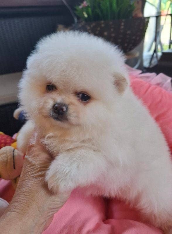 Pomchi śliczna dziewczynka odbiór 30 sierpnia