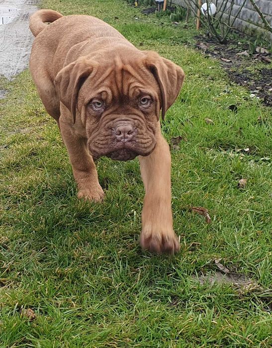 Dog Dogue De Bordeaux Szczeniaki