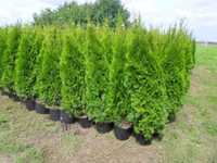 Tuja thuja szmaragd w doniczkach 160-180cm DOSTAWA