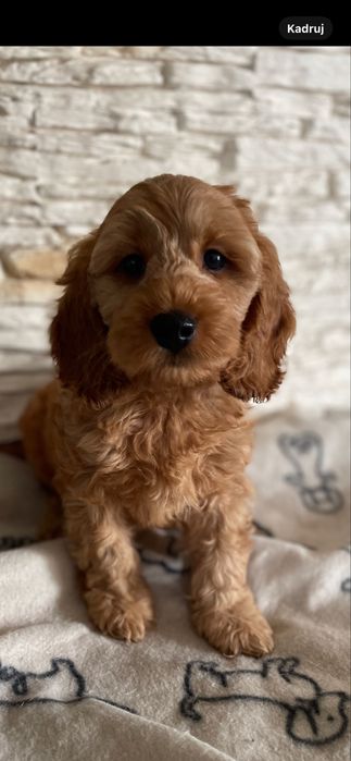 Cockapoo samiec red pudel spaniel