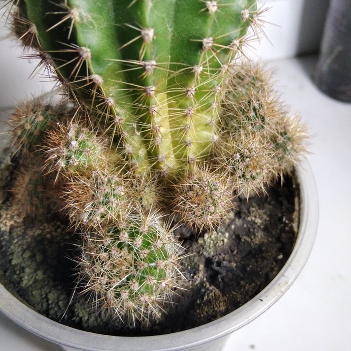 Продам молодые кактусы, деток и взрослые