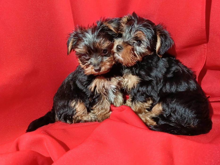 Szczeniak piesek Yorkshire Terrier