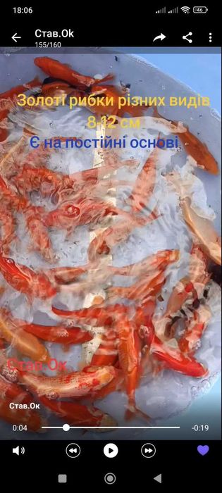 Золота рибка, або декоративний карась