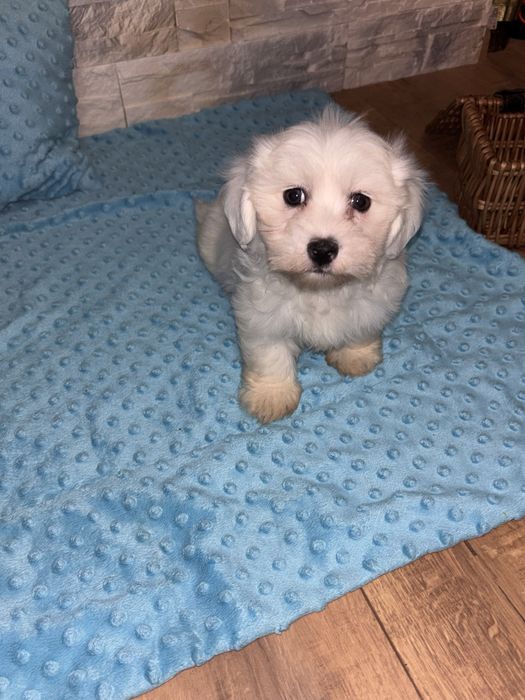 Śliczny piesek maltańczyk