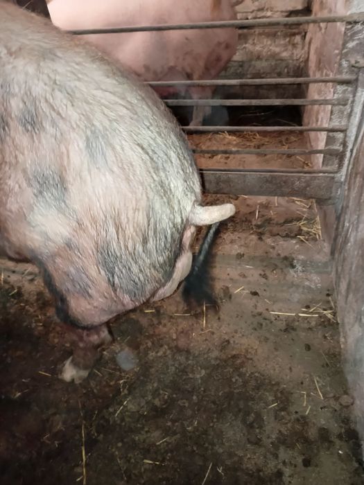 Продам хряка Кантор