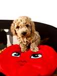 Cudny piesek Maltipoo