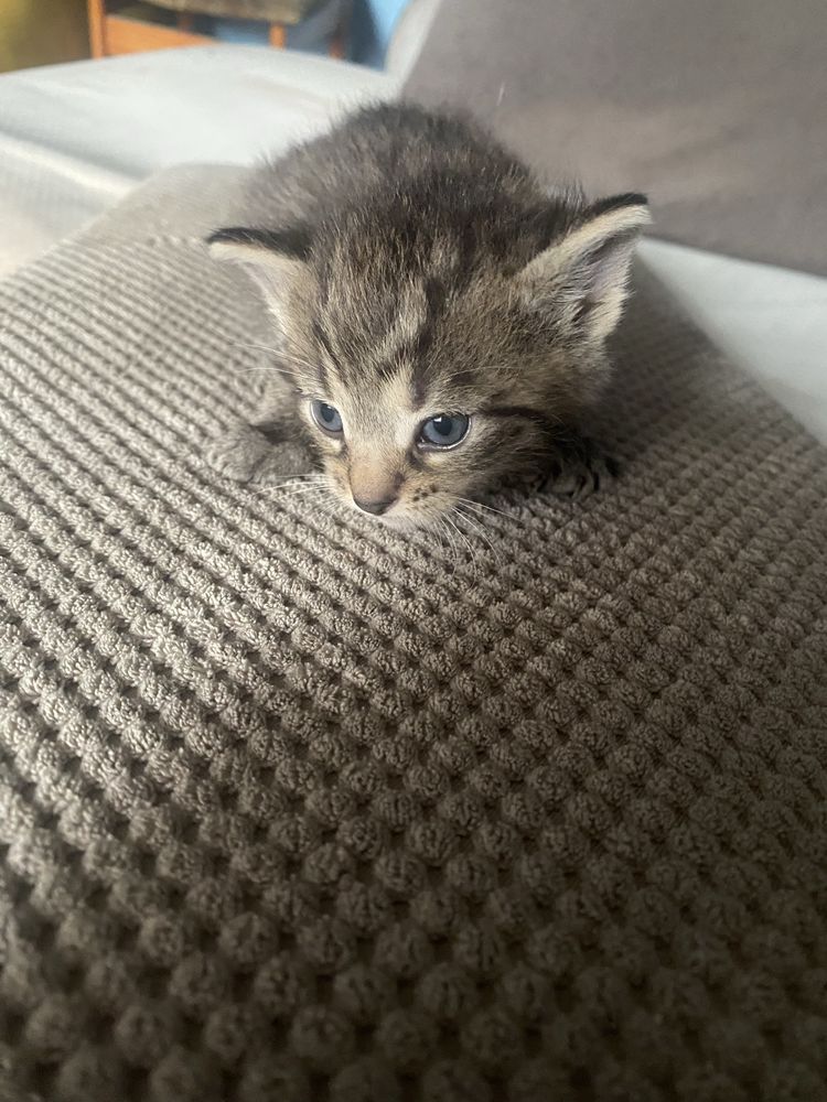 Kotek do adopcji