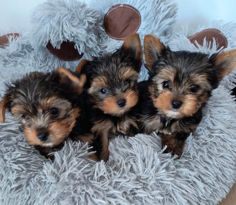 Pieski Yorkshire Terrier