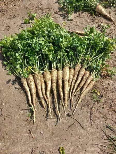 Pietruszka korzeniowa odm. Eagle na brudno od rolnika 5kg/20zł