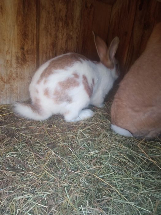 Samica i Samczyki zapraszam do kontaktu