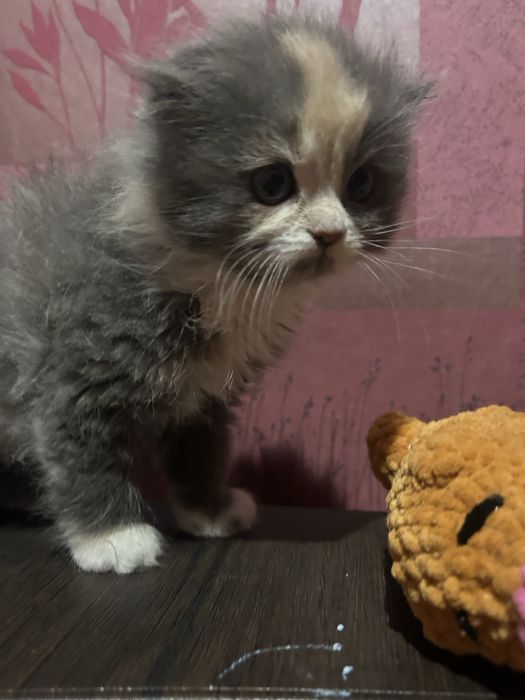 Кошеня дуже гарне і грайливе( дівчинка).