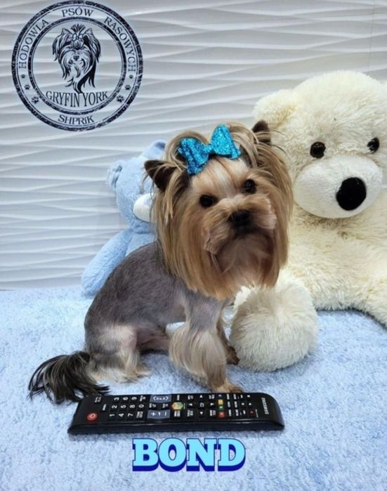 Yorkshire terrier