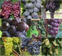 6 winogron na długie owocowanie. Sadzonki winorośli.