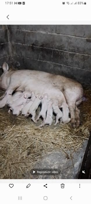 Vendo leitoes bisaros e pietran