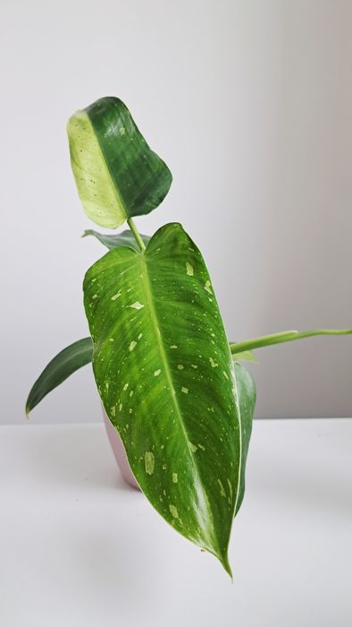 Wysylka 1zl! Filodendron Jose Buono