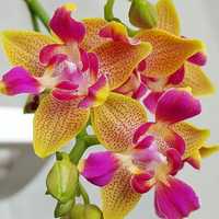 Орхидея Golden Sand peloric 3 lips