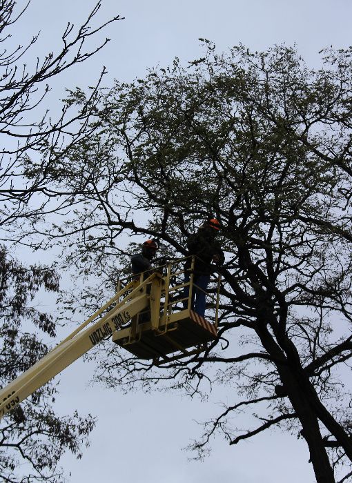Podnośnik koszowy, wycinka drzew, czyszczenie rynien, mycie dachów