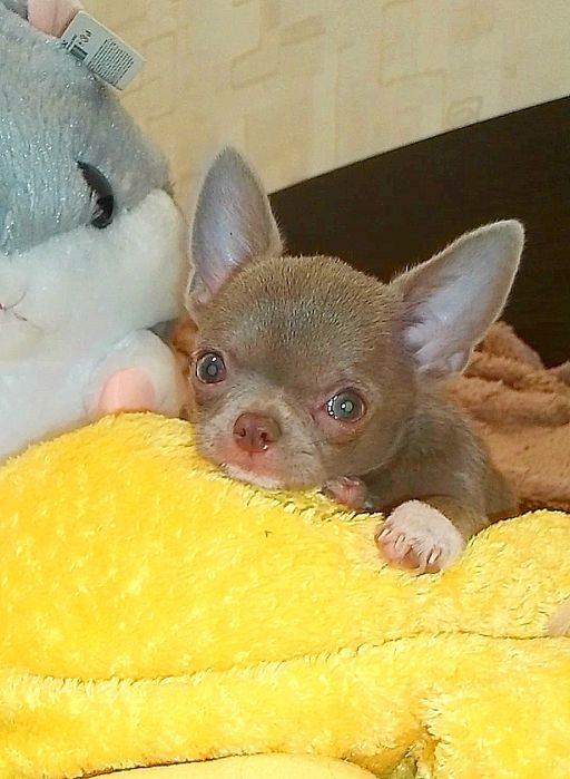 Лиловая красотка чихуахуа _