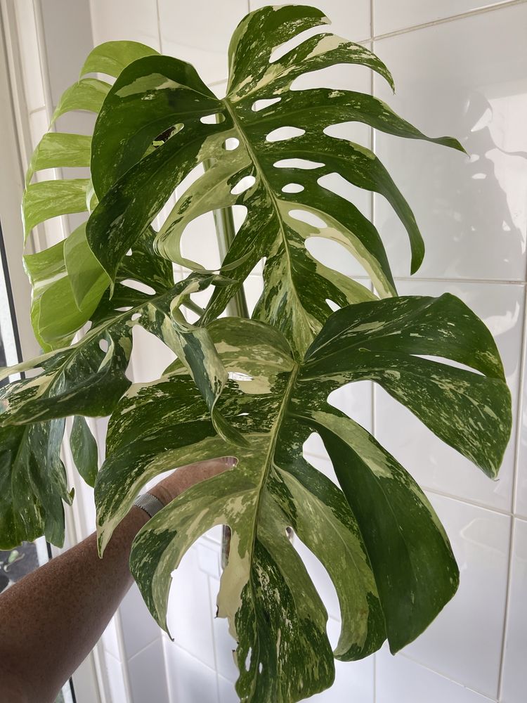 Planta Monstera variagata