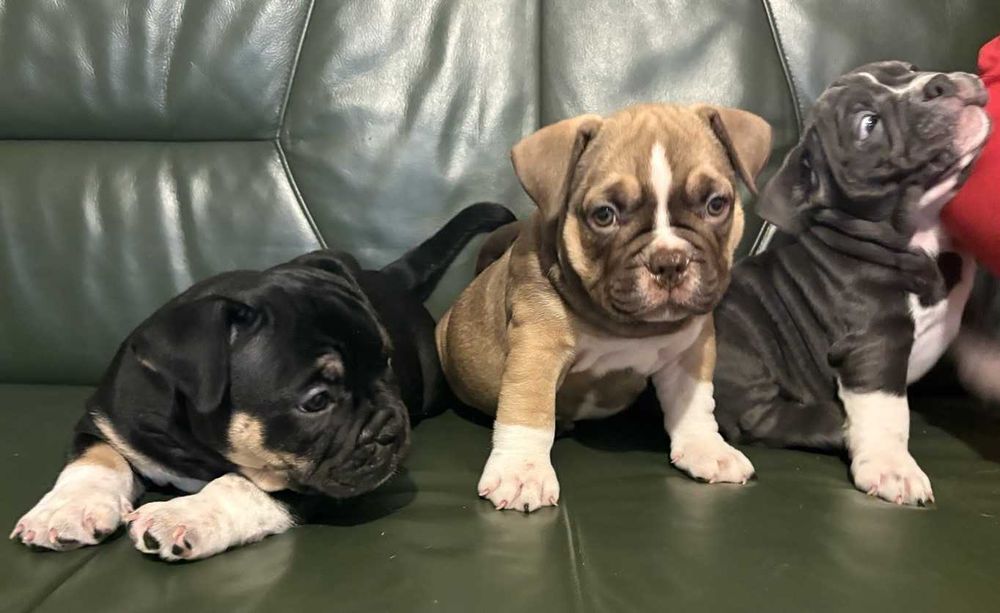 Потужні хлопчики американського буллі