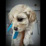 Suczka Maltipoo F1b - zarezerwowana