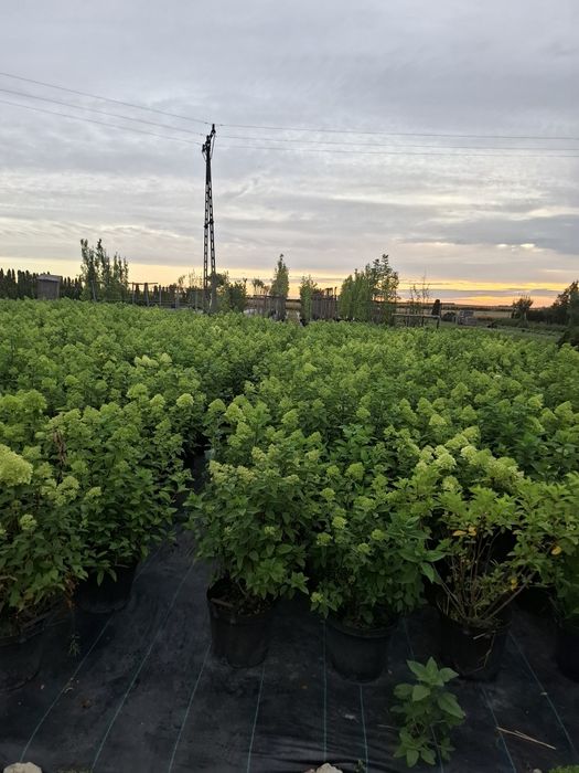 Hortensja różne odmiany