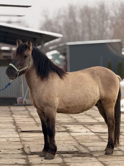 Sprzedam konika polskiego