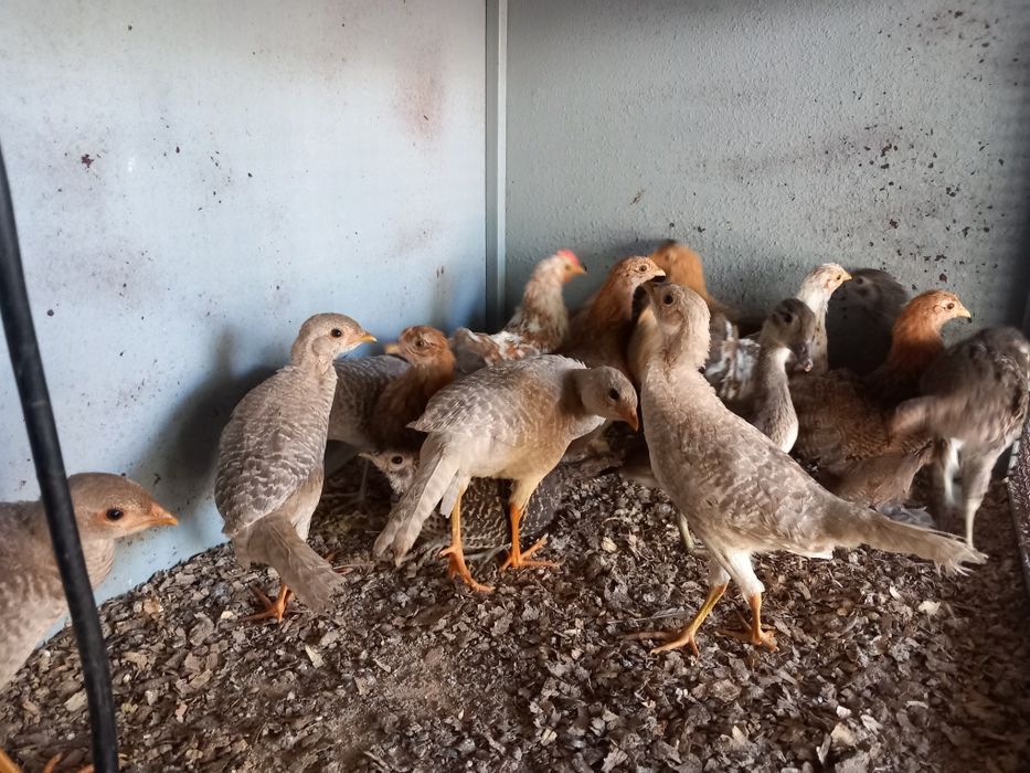 Varias aves disponiveis