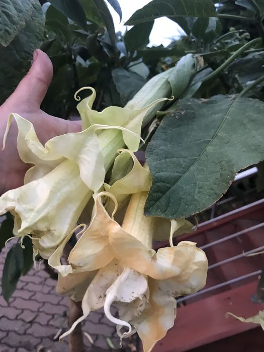 1 patyk do samodzielnego ukorzenienia pelny gratis pojedynczy kwiat